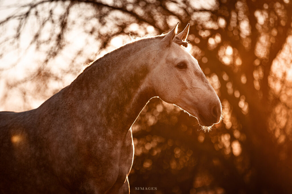 Pferde Fotoshooting