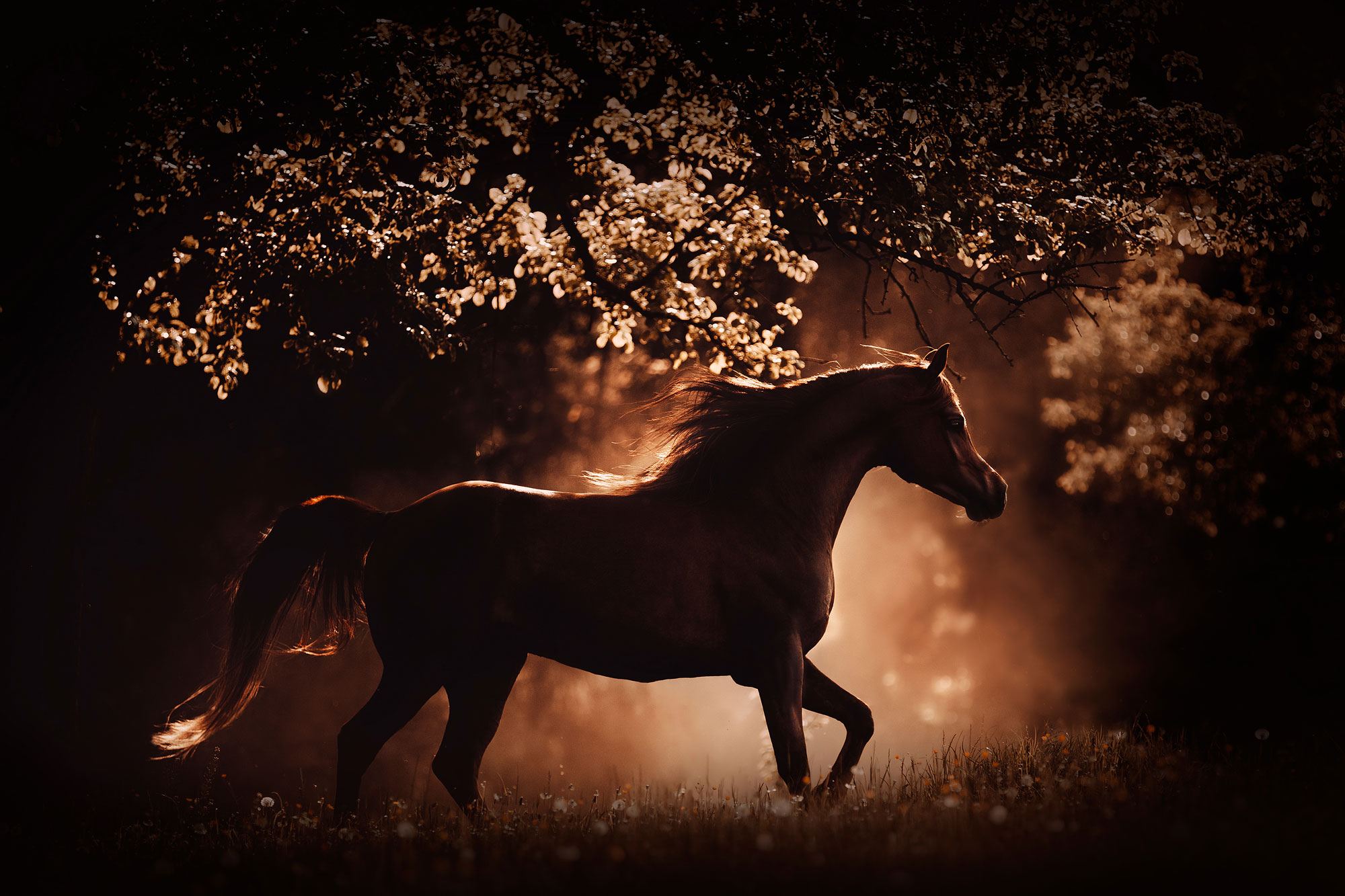 Лошадь ночью фото